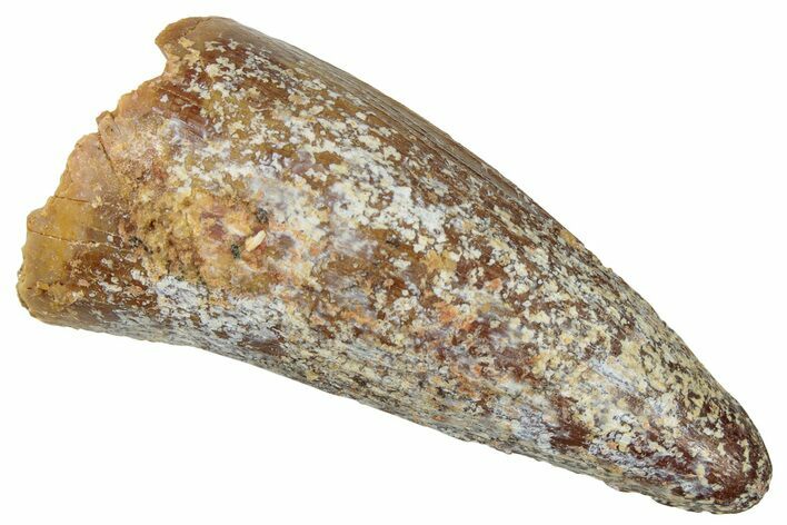 Cretaceous Fossil Crocodylomorph Tooth - Morocco #299200